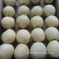 Good Quality of Fresh Crown Pear